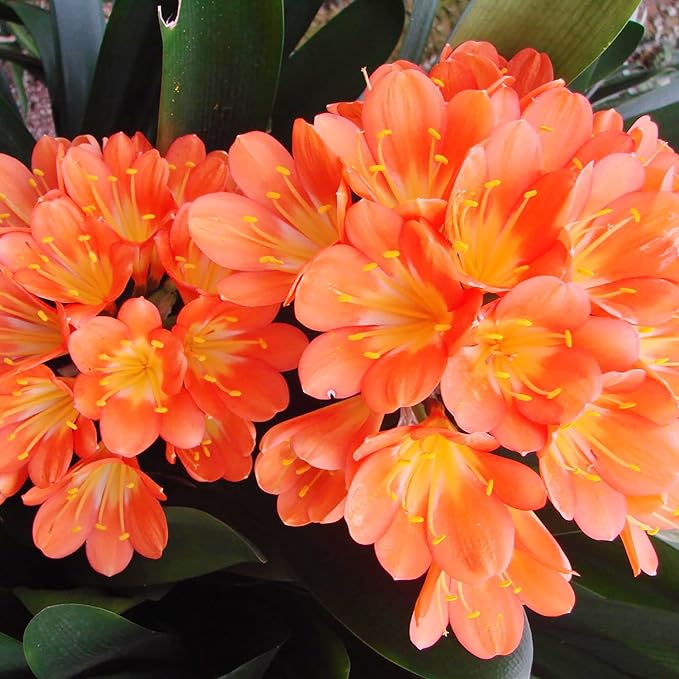 Clivia Samen (Kaffir Lilie) – ideal Garten or Pots