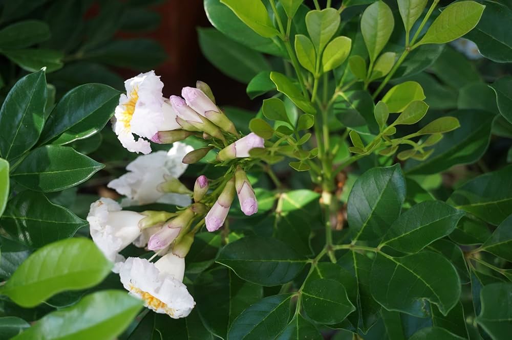 Grün Radermachera Blumensamen zur Aussaat – farbenfroh Schau – Traditionssorte & ohne Gentechnik Samen Hausgarten