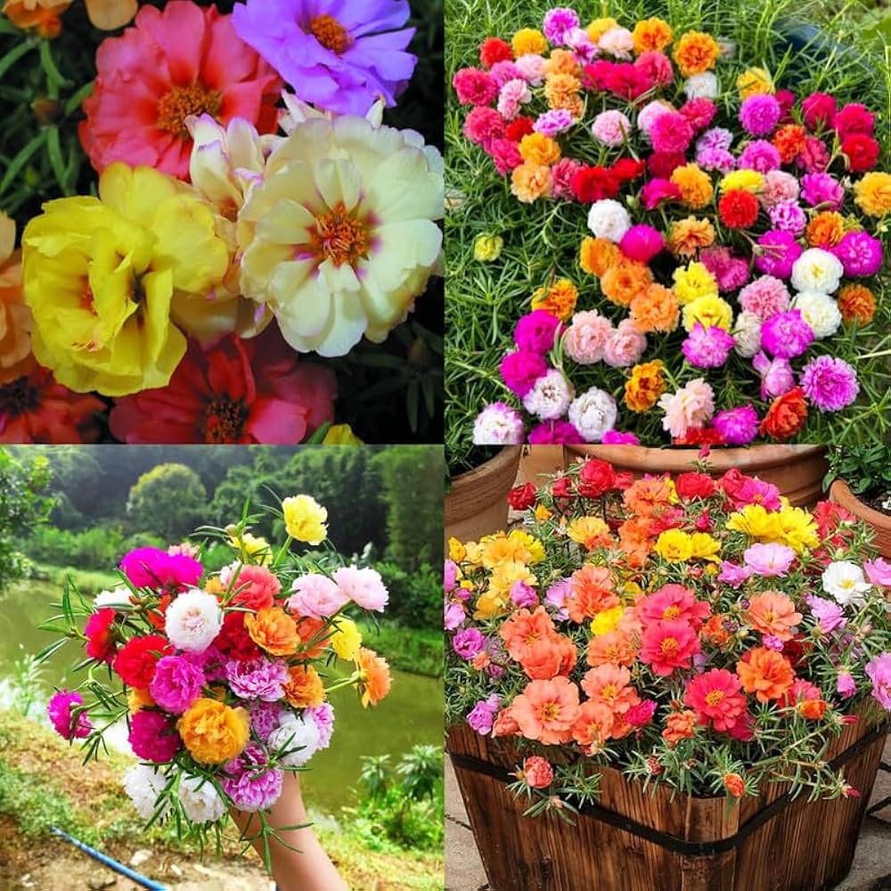 Gemischt Portulaca Rose Blumensamen zur Aussaat – ideal Rabatten – Traditionssorte & ohne Gentechnik Samen Hausgarten