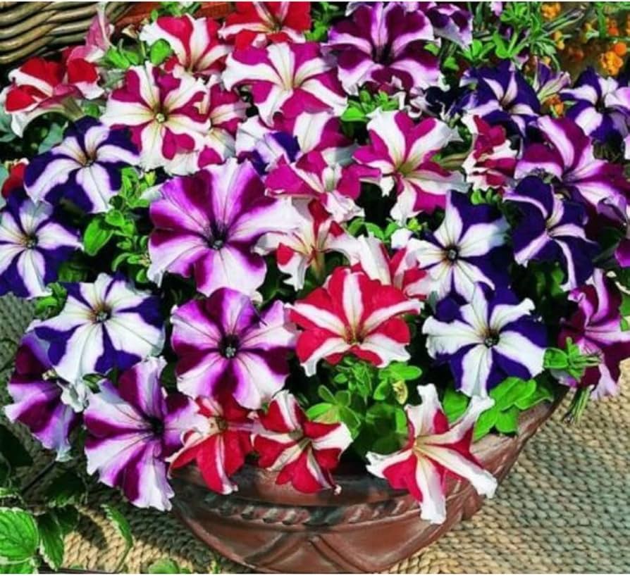 gefüllt Petunie Samen zur Aussaat Petunie hybrida hängend baskets und Blume beds
