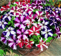 gefüllt Petunie Samen zur Aussaat Petunie hybrida hängend baskets und Blume beds