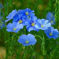 Blau Usitatissimum Blumensamen zur Aussaat – pflegeleicht – Traditionssorte & ohne Gentechnik Samen Hausgarten
