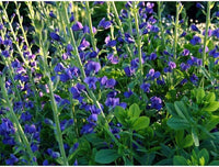 Blau Wild Indigo Samen zur Aussaat Garten Blume Beet