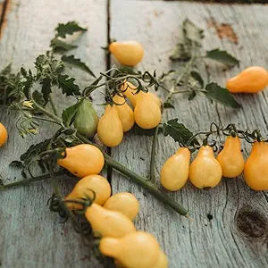 Tomate Traditionell Gelb Pear Samen for Sweet, Pear-Shaped Tomatees