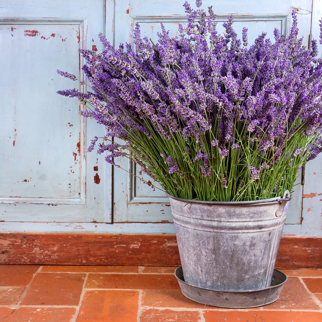 Lavender lavandula angustifolia samen for anpflanzung in aromatic garten