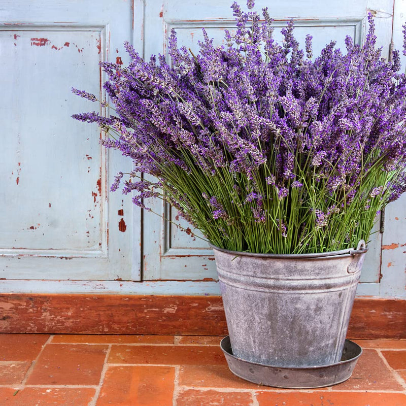 Lavender lavandula angustifolia samen for anpflanzung in aromatic garten