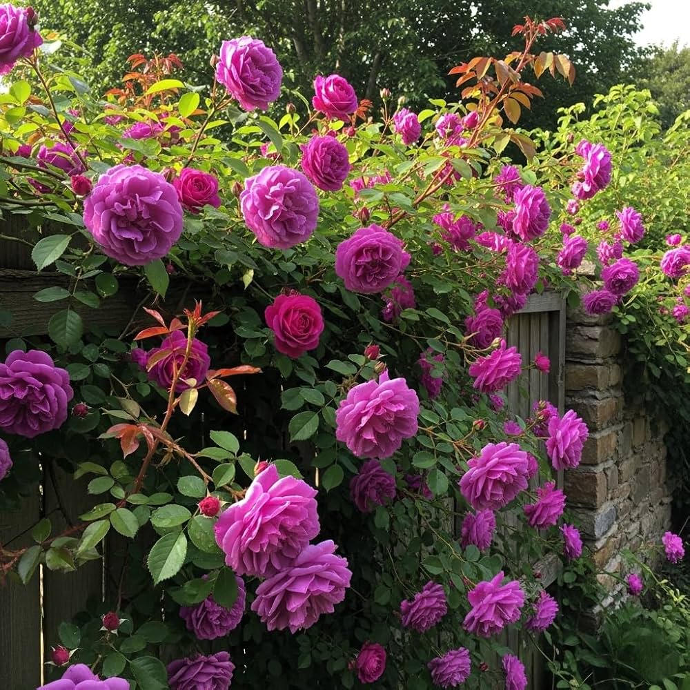 Lila kletternd Rose Samen Blumensamen zur Aussaat pflegeleicht Traditionssorte & ohne Gentechnik Samen Hausgarten