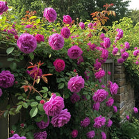 Lila kletternd Rose Samen Blumensamen zur Aussaat pflegeleicht Traditionssorte & ohne Gentechnik Samen Hausgarten