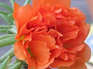 Stoppuhr orange portulaca moss rose samen for orange blooms