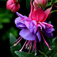 Fuchsias Potted Blumen DIY Samen