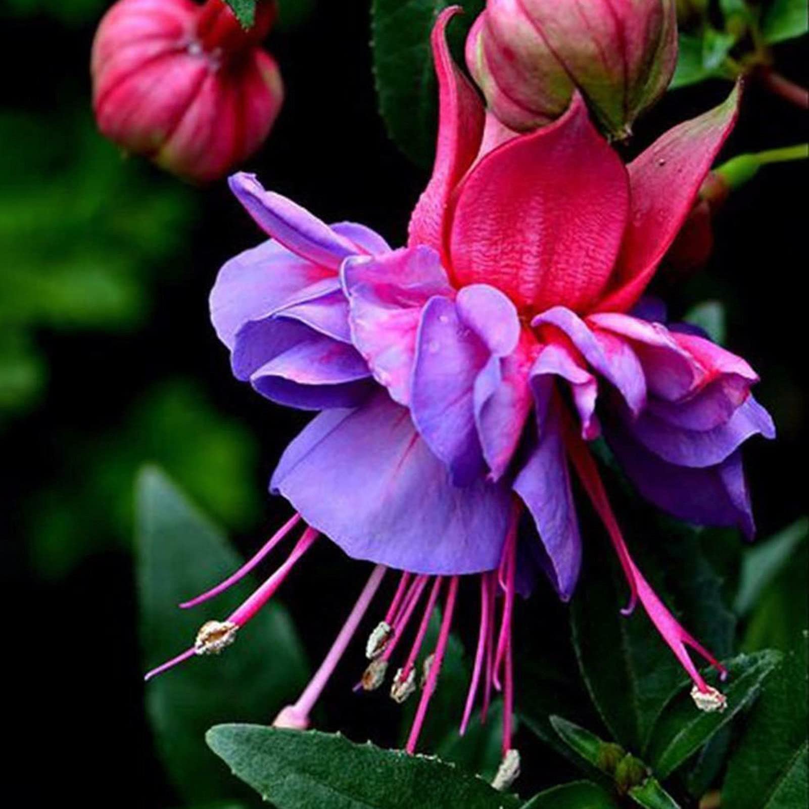 Lavendel Mischung Fuchsias Blumensamen zur Aussaat hochwertige Qualitäts- Traditionssorte & ohne Gentechnik Samen Hausgarten