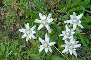 Edelweiss leontopodium alpinum for anpflanzung in alpine garten
