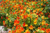 Gemischt Tropaeolum Majus Blumensamen zur Aussaat – pflegeleicht Traditionssorte & ohne Gentechnik Samen Hausgarten