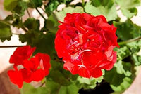 Geranio de Hojas Blumensamen zur Aussaat – ideal Rabatten – Traditionssorte & ohne Gentechnik Samen Hausgarten