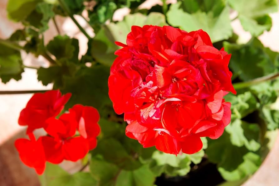 Geranie tief Rot Blumensamen zur Aussaat – Schnitt Blume beliebt – Traditionssorte & ohne Gentechnik Samen Hausgarten