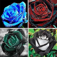 Rose samen for colorful home gardens and floral arrangements