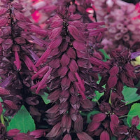 Salvia vista lavender samen for balcony garten anpflanzung