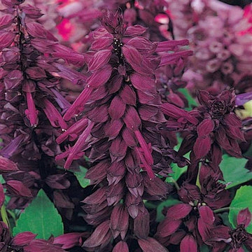 Salvia vista lavender samen for balcony garten anpflanzung