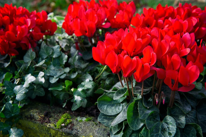 Rot cyclamen blume samen for anpflanzung - colorful display, heirloom & gmo free samen for home garten
sale samen for home garten