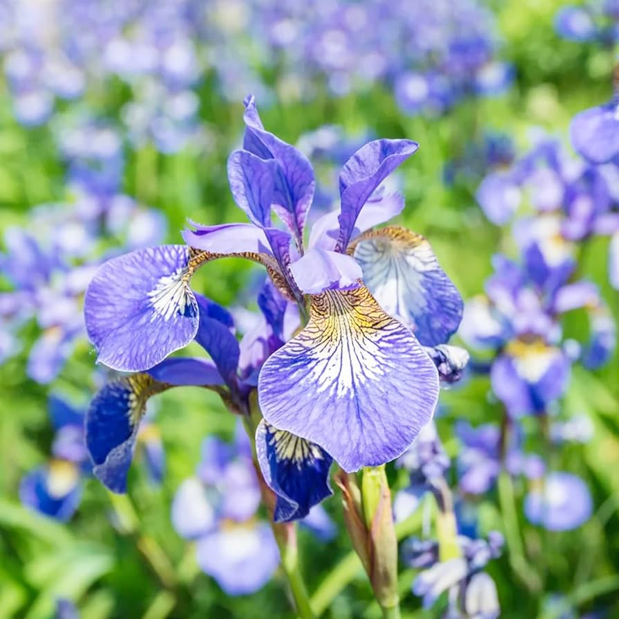 Iris Samen zur Aussaat Iris Sibirica water edge Blume Beet