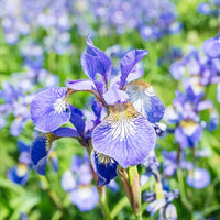 Iris Samen zur Aussaat Iris Sibirica water edge Blume Beet