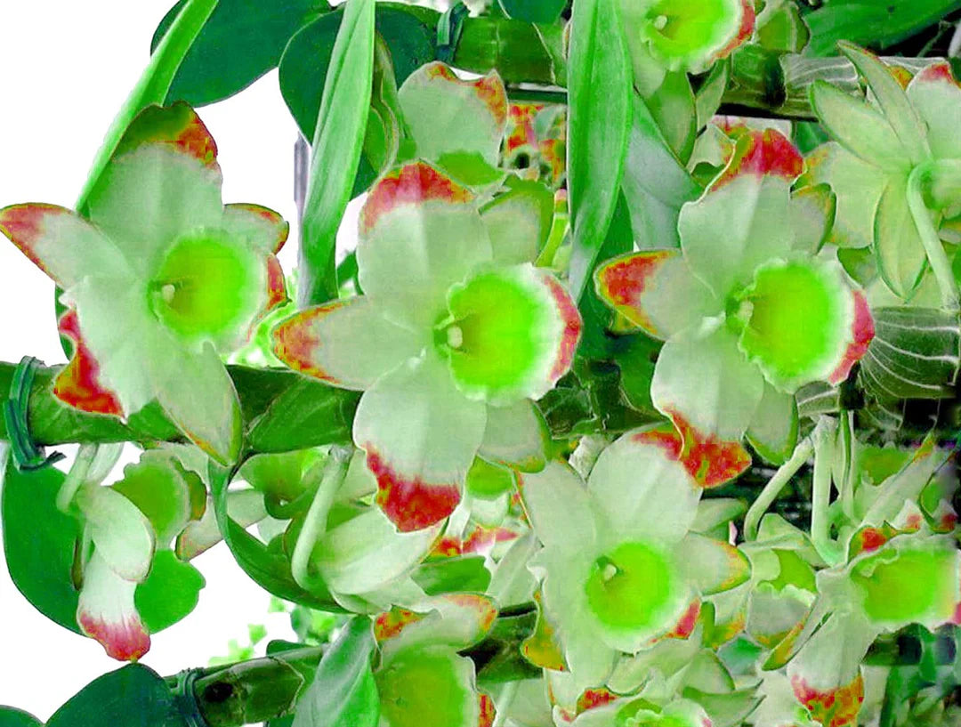Grün Rot Dendrobium Blumensamen zur Aussaat – Halbschatten verträglich – Traditionssorte & ohne Gentechnik Samen Hausgarten
