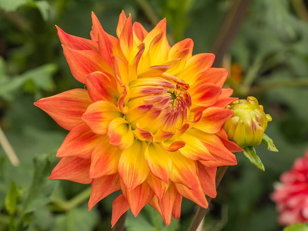 Dahlia dahlia pinnata for anpflanzung in blume bed