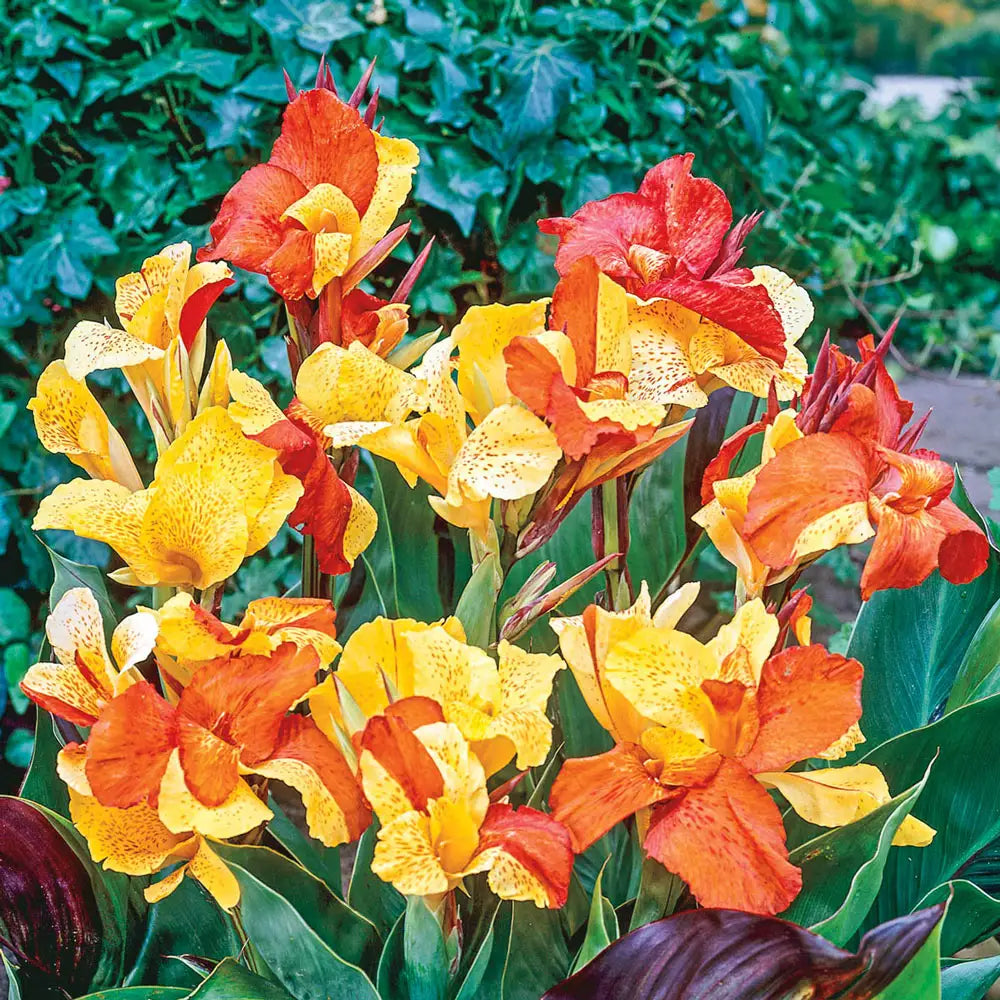 Cleopatra Blumensamen zur Aussaat – saisonal Dauerblüher – Traditionssorte & ohne Gentechnik Samen Hausgarten