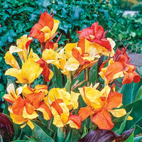 Cleopatra Blumensamen zur Aussaat – saisonal Dauerblüher – Traditionssorte & ohne Gentechnik Samen Hausgarten