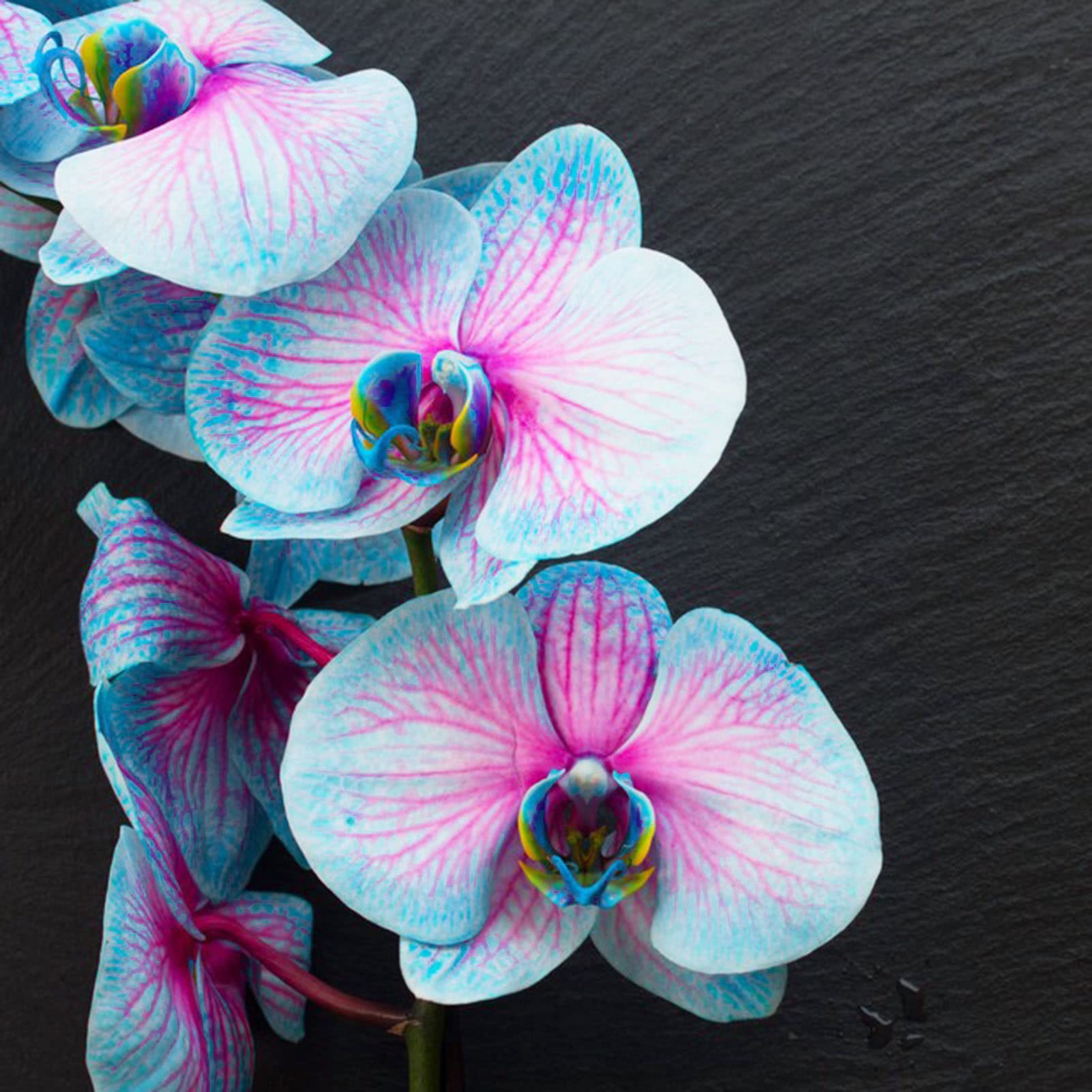 Blau Rosa Schmetterlingsorchidee Orchidee Samen Blumensamen zur Aussaat Halbschatten verträglich Traditionssorte & ohne Gentechnik Samen Hausgarten