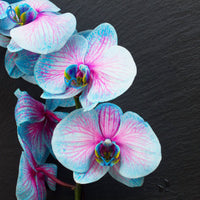 Blau Rosa Schmetterlingsorchidee Orchidee Samen Blumensamen zur Aussaat Halbschatten verträglich Traditionssorte & ohne Gentechnik Samen Hausgarten