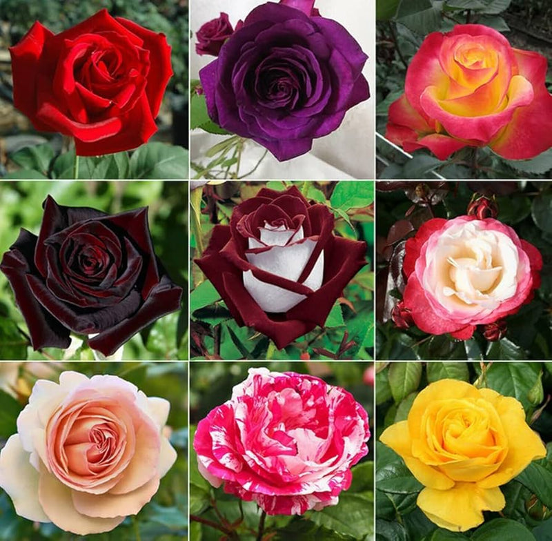 Semillas De Rosas Blumensamen zur Aussaat Wildblume Mischung Traditionssorte & ohne Gentechnik Samen Hausgarten