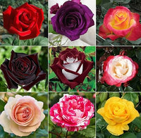Rosa Mischung Ruby Rose Blumensamen zur Aussaat leuchtend Blüten Traditionssorte & ohne Gentechnik Samen Hausgarten