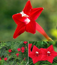 Rot Cypress Blume Samen zur Aussaat – Anzucht leuchtend Blumen für Ihren Garten