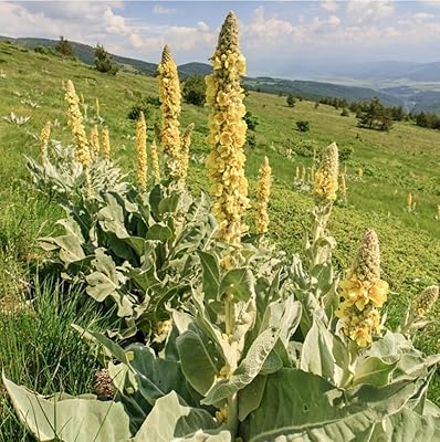 Grün Verbascum Thapsus Blumensamen zur Aussaat – pflegeleicht – Traditionssorte & ohne Gentechnik Samen Hausgarten