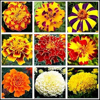 Mixed marigold tagetes spp for anpflanzung in garten