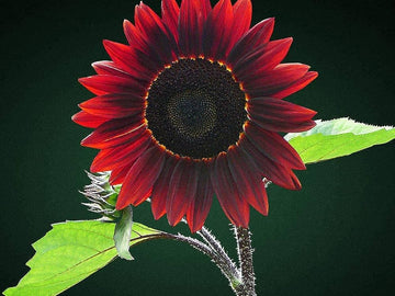 Chocolate cherry sunflower helianthus annuus for anpflanzung in garten
