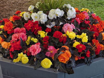 Mixed begonia blume samen for anpflanzung - drought tolerant, heirloom & gmo free samen for home garten
 
 sale samen for home garten