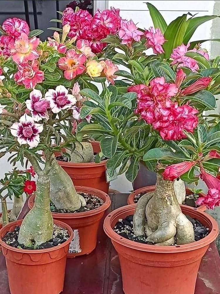 Gemischt Caudex Blumensamen zur Aussaat – Anzucht – Traditionssorte & ohne Gentechnik Samen Hausgarten