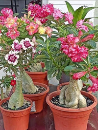Gemischt Caudex Blumensamen zur Aussaat – Anzucht – Traditionssorte & ohne Gentechnik Samen Hausgarten