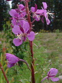 Epilobium Angustifolium Willowherb Samen Wildblume mehrjährig Garten