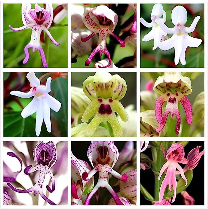 Samen Orchidee Blumensamen zur Aussaat – robust Sorte – Traditionssorte & ohne Gentechnik Samen Hausgarten
