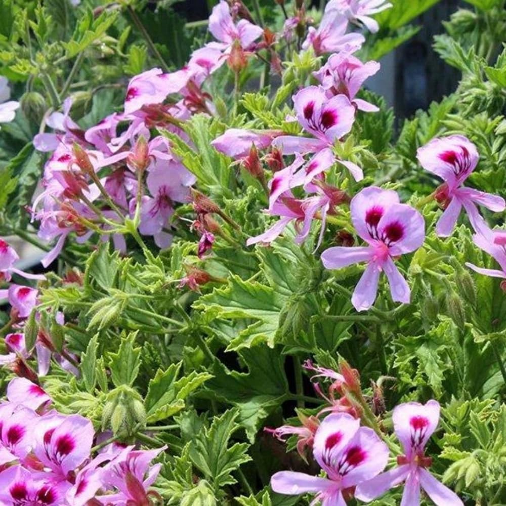 Citronella Blumensamen zur Aussaat – leuchtend Blüten – Traditionssorte & ohne Gentechnik Samen Hausgarten