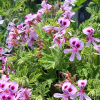 Citronella Blumensamen zur Aussaat – leuchtend Blüten – Traditionssorte & ohne Gentechnik Samen Hausgarten