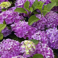 Lila Hortensie Blumensamen zur Aussaat – pflegeleicht – Traditionssorte & ohne Gentechnik Samen Hausgarten