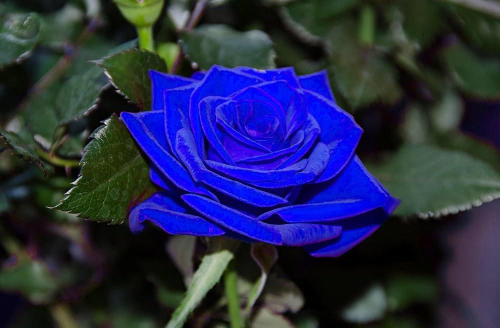 dunkel Blau MulColor Rose Blumensamen zur Aussaat robust Sorte Traditionssorte & ohne Gentechnik Samen Hausgarten
