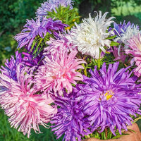 Puderquaste Aster Samen Soft – Lila Aster Blüten