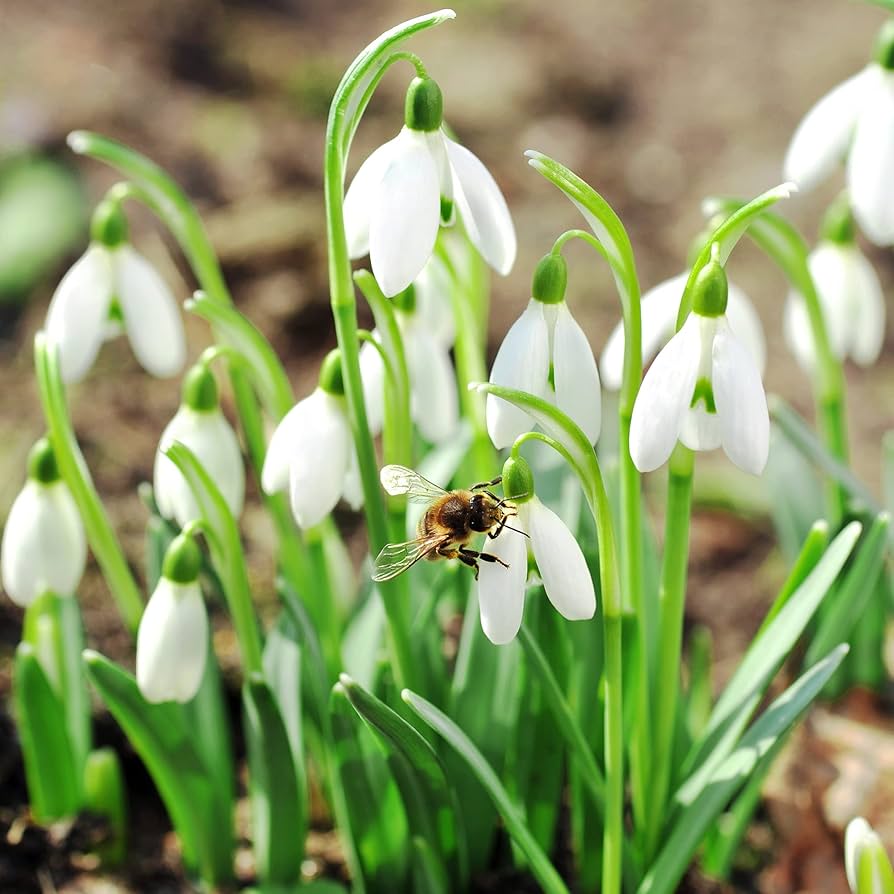 Galanthus Nivalis Snowdrop Pflanze Samen zur Aussaat Woodland Garten und Halbschatten Garten