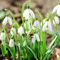 Galanthus Nivalis Snowdrop Pflanze Samen zur Aussaat Woodland Garten und Halbschatten Garten