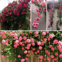 zart Rosa kletternd Rose Blumensamen zur Aussaat – leuchtend Blüten – Traditionssorte & ohne Gentechnik Samen Hausgarten